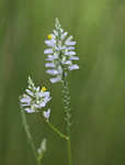 Chapman's milkwort